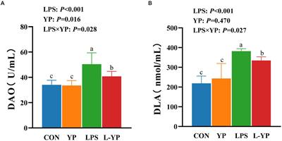 Yeast peptides alleviate lipopolysaccharide-induced intestinal barrier damage in rabbits involving Toll-like receptor signaling pathway modulation and gut microbiota regulation